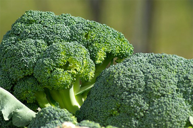 Biopatent broccoli
