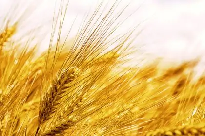 Biopatent on malting barley: appeal dismissed