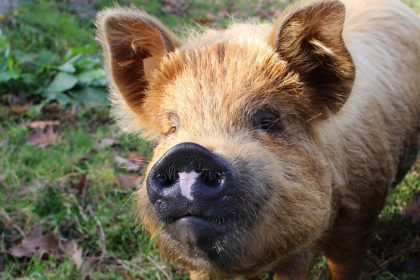 Hohenloher Landschwein