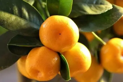 Sortenschutz Mandarinenbaum