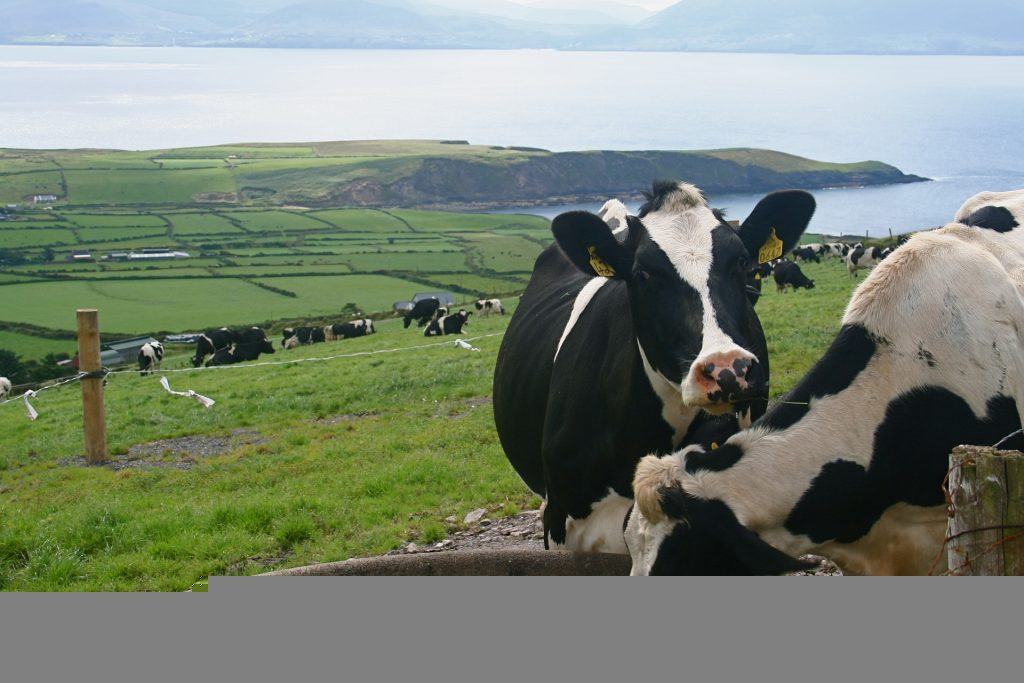 Kerry,cattle